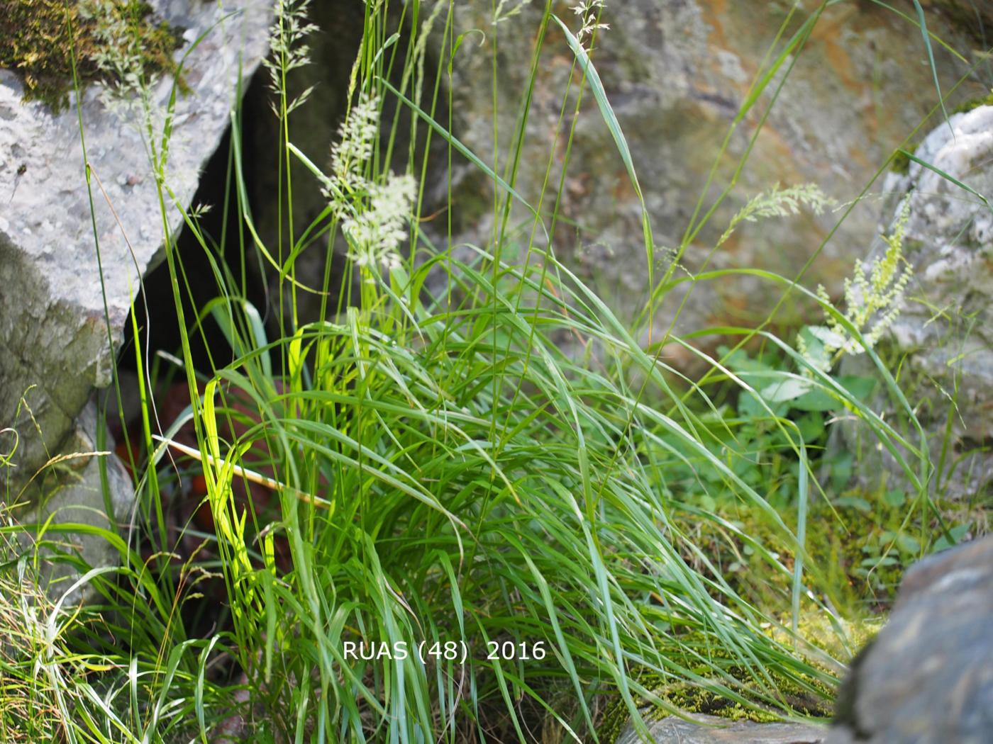 Oat Grass, Yellow plant